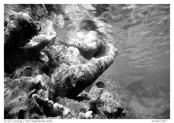 Coral and water surface. Virgin Islands National Park (black and white)