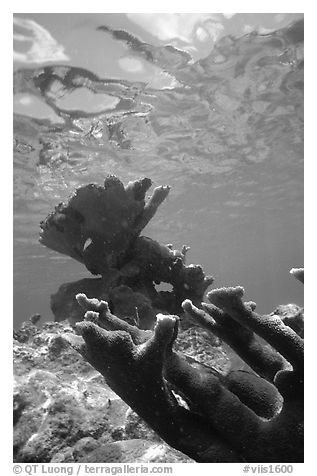 Elkhorn coral underwater. Virgin Islands National Park, US Virgin Islands.