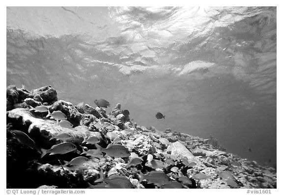 School of yellow fish. Virgin Islands National Park (black and white)