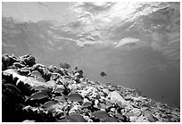 School of yellow fish. Virgin Islands National Park ( black and white)