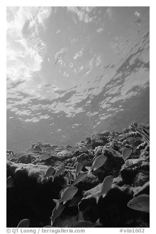 Fish over reef and bright surface. Virgin Islands National Park, US Virgin Islands.