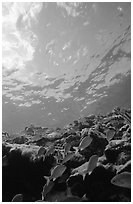 Fish over reef and bright surface. Virgin Islands National Park, US Virgin Islands. (black and white)
