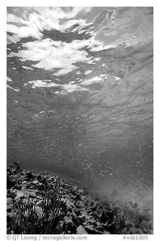 Water surface and fish over reef. Virgin Islands National Park, US Virgin Islands.