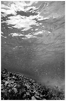 Water surface and fish over reef. Virgin Islands National Park, US Virgin Islands. (black and white)