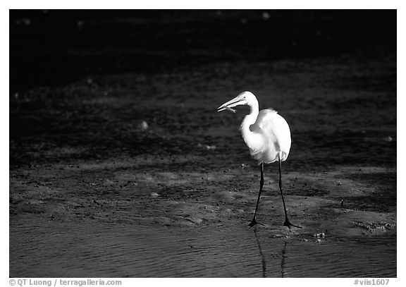 Great white egret. Virgin Islands National Park, US Virgin Islands.