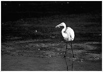 Great white egret. Virgin Islands National Park, US Virgin Islands. (black and white)