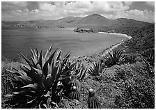 Agaves and cactus, and turquoise waters, Ram Head. Virgin Islands National Park, US Virgin Islands. (black and white)