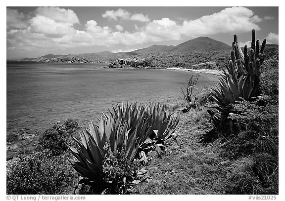 Agave on Ram Head. Virgin Islands National Park (black and white)