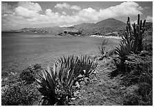 Agave and tropical turquoise waters on Ram Head. Virgin Islands National Park, US Virgin Islands. (black and white)