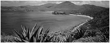 Agave plants growing on drier part of island. Virgin Islands National Park (Panoramic black and white)