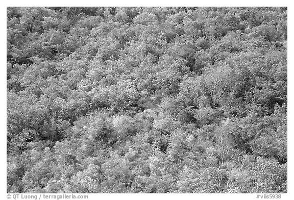 Tropical forest. Virgin Islands National Park, US Virgin Islands.