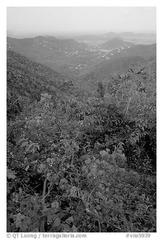 Bougainvillea flowers and view from ridge. Virgin Islands National Park, US Virgin Islands.