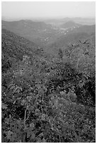 Bougainvillea flowers and view from ridge. Virgin Islands National Park ( black and white)