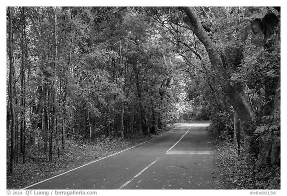 North Shore road. Virgin Islands National Park (black and white)