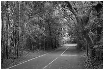 North Shore road. Virgin Islands National Park ( black and white)