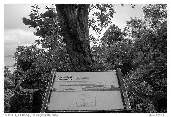 Tree obscuring view, interpretive sign. Virgin Islands National Park (black and white)
