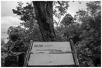 Tree obscuring view, interpretive sign. Virgin Islands National Park ( black and white)