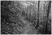 Reef Bay trail. Virgin Islands National Park ( black and white)