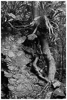 Tree growing on ruined wall, Josie Gut Sugar Estate. Virgin Islands National Park ( black and white)