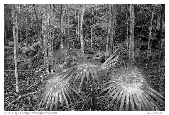 Undergrowth, moist sub-tropical forest. Virgin Islands National Park (black and white)