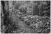 Trail bordered by rock wall. Virgin Islands National Park ( black and white)