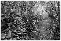 Trail and overgrown rock wall. Virgin Islands National Park ( black and white)