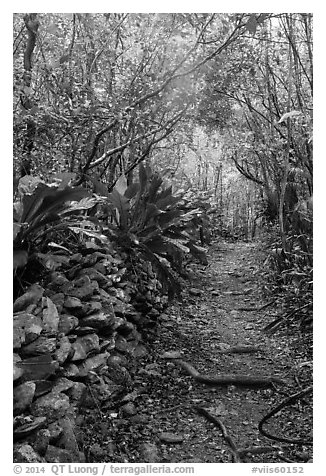 Trail and plants growing on rock wall. Virgin Islands National Park (black and white)