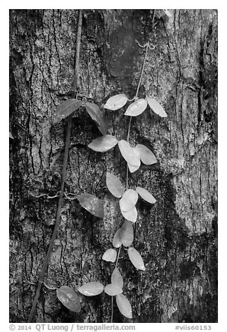 Close-up of leaves and trunk. Virgin Islands National Park (black and white)