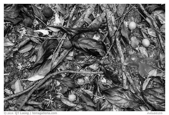 Ground close-up of fallen leaves and fruits. Virgin Islands National Park (black and white)