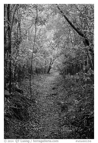 Petroglyph Trail. Virgin Islands National Park (black and white)