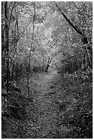 Petroglyph Trail. Virgin Islands National Park ( black and white)