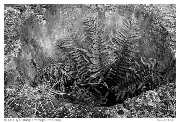 Fern growing in well, Reef Bay sugar factory. Virgin Islands National Park (black and white)