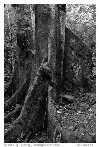 Buttresses of kapok tree. Virgin Islands National Park (black and white)