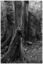 Buttresses of kapok tree. Virgin Islands National Park ( black and white)
