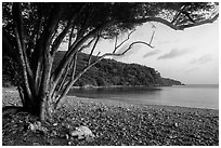 Great Lameshur Bay beach. Virgin Islands National Park ( black and white)