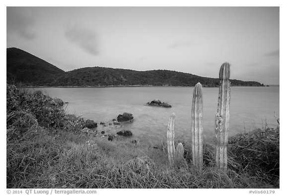 Cactus, Great Lameshur Bay from Yawzi Point. Virgin Islands National Park (black and white)