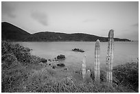 Cactus, Great Lameshur Bay from Yawzi Point. Virgin Islands National Park ( black and white)