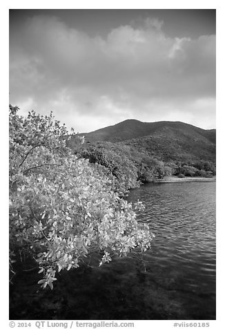 Shore tree, Great Lameshur Bay, and green hills. Virgin Islands National Park (black and white)