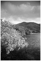 Shore tree, Great Lameshur Bay, and green hills. Virgin Islands National Park ( black and white)