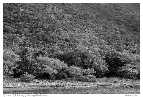 Steep green hillside above Great Lameshur beach. Virgin Islands National Park (black and white)