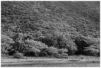 Steep green hillside above Great Lameshur beach. Virgin Islands National Park ( black and white)