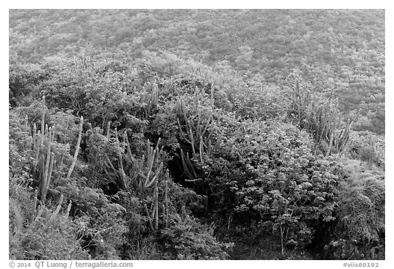 Cactus and green hillside, Yawzi Point. Virgin Islands National Park (black and white)