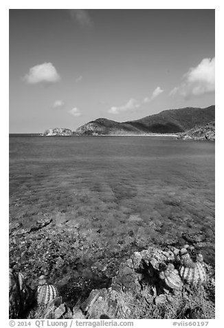 Turk cap cactus and turquoise waters, Little Lameshur Bay. Virgin Islands National Park (black and white)