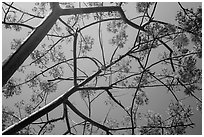 Looking up flamboyant tree (Delonix regia). Virgin Islands National Park ( black and white)