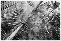 Looking up palm trees. Virgin Islands National Park ( black and white)