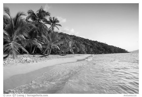 Clear waters and palm trees in the evening, Salomon Beach. Virgin Islands National Park (black and white)