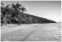 Clear waters and palm trees in the evening, Salomon Beach. Virgin Islands National Park ( black and white)