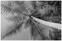 Looking up coconut, Salomon Bay. Virgin Islands National Park ( black and white)