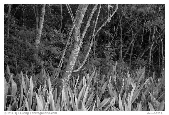 Edge of forest, Salomon Bay. Virgin Islands National Park (black and white)
