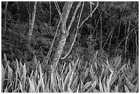 Edge of forest, Salomon Bay. Virgin Islands National Park ( black and white)